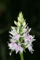 06-6067 Heath Spotted Orchid (Dactylorhiza naculata) County Durham